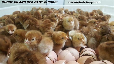 Breeder Farm Source: <b>Cackle Hatchery</b>® <b>Poultry</b> Breeding Farm has been developing our bloodline/strain of production type of Easter Egger™ <b>Chickens</b> since 1971. . Chickens for sale near me